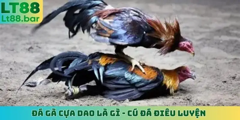đá gà cựa dao là gi