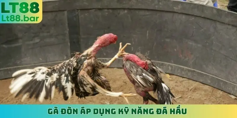 Gà đòn áp dụng kỹ năng đá hầu
