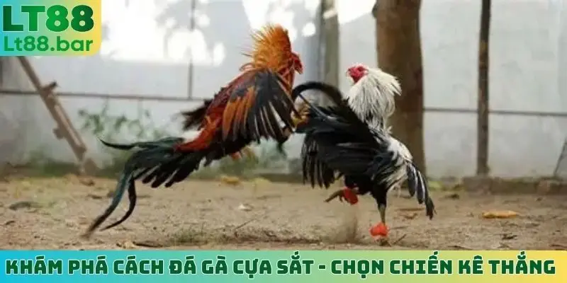 khám phá cách đá gà cựa sắt