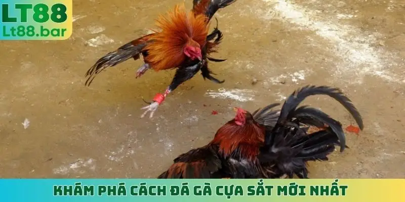 Khám phá cách đá gà cựa sắt mới nhất
