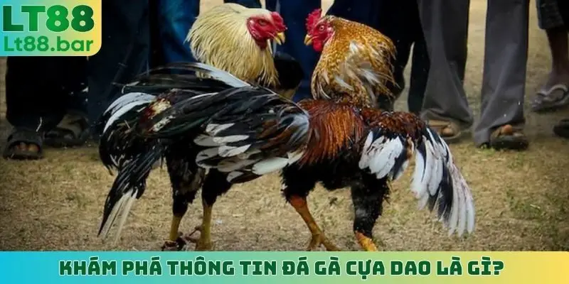 Khám phá thông tin đá gà cựa dao là gì?
