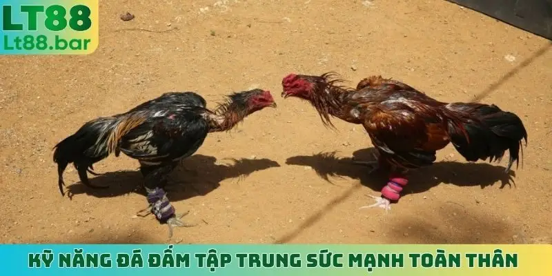 Kỹ năng đá đấm tập trung sức mạnh toàn thân