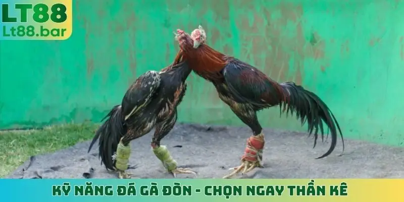 kỹ năng đá gà đòn