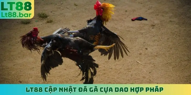 LT88 cập nhật đá gà cựa dao hợp pháp