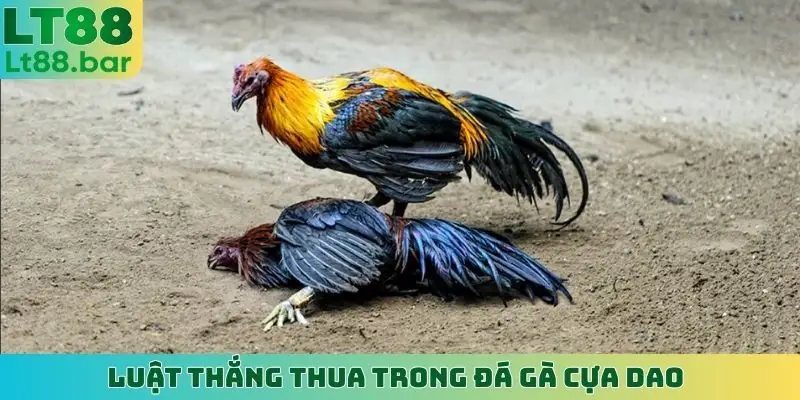 Luật thắng thua trong đá gà cựa dao