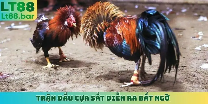Trận đấu cựa sắt diễn ra bất ngờ